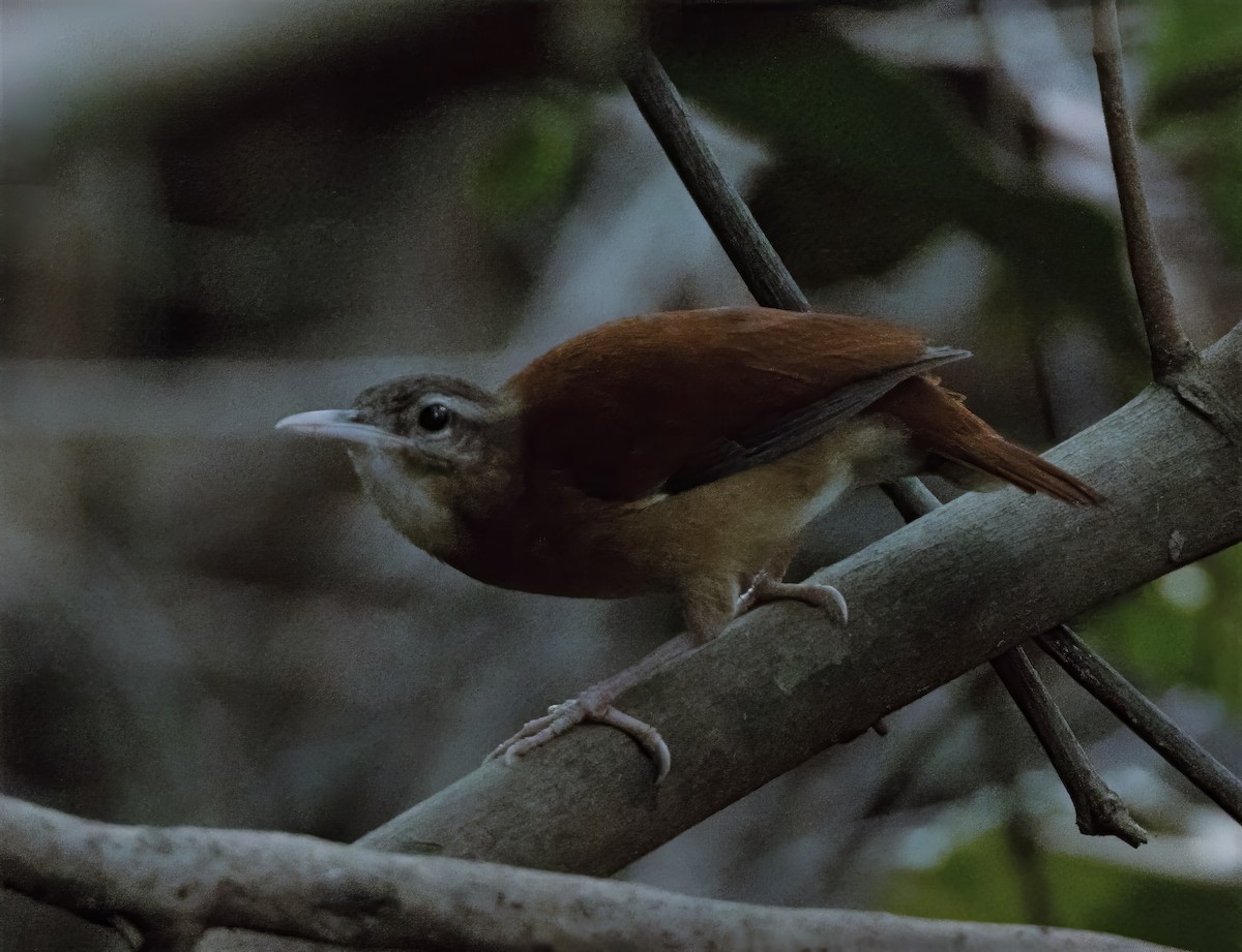 Pale-billed Hornero - ML634167333