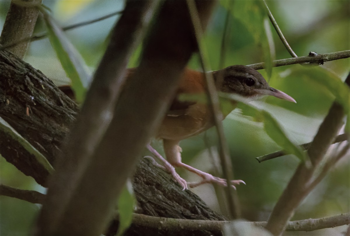Pale-billed Hornero - ML634167334
