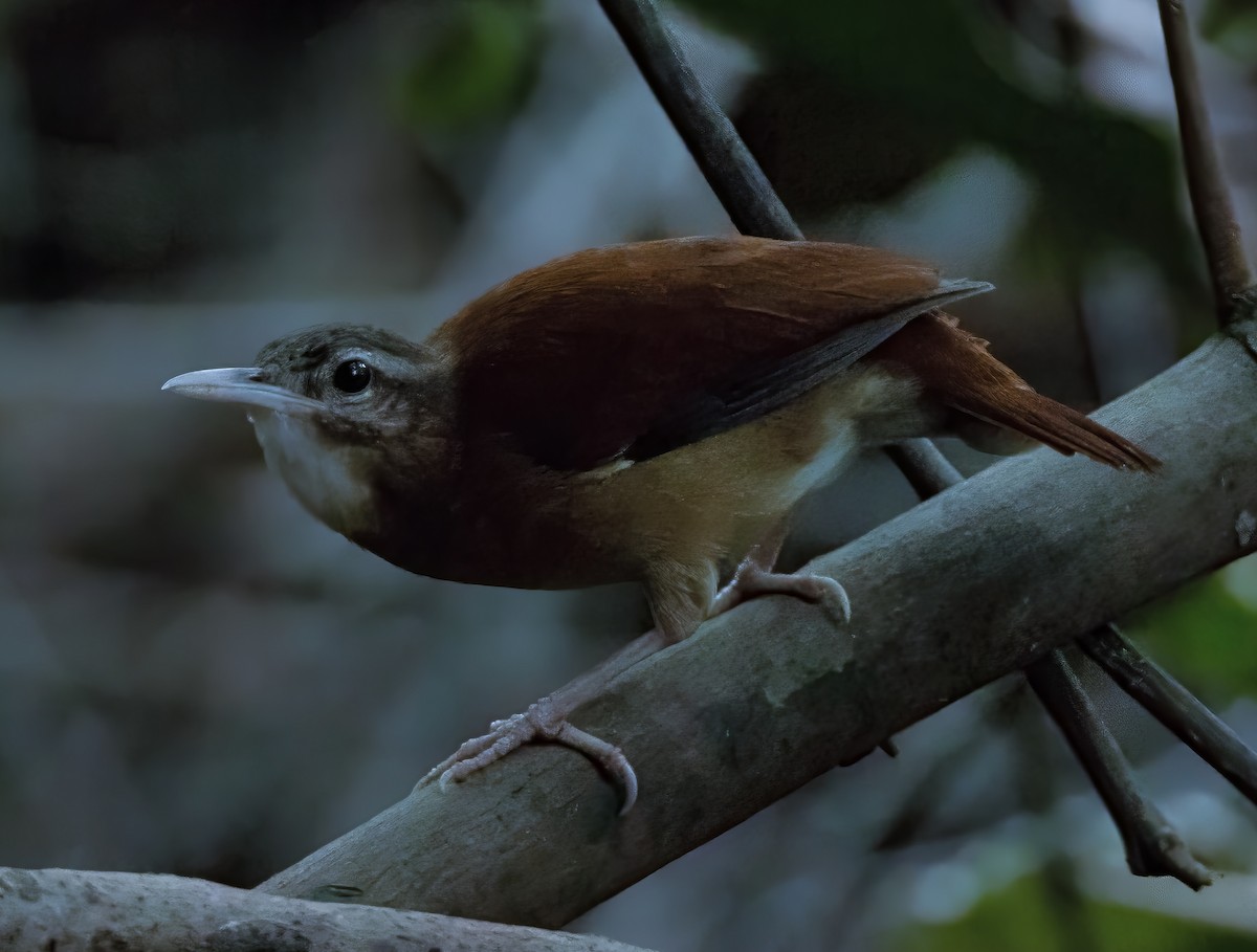 Pale-billed Hornero - ML634167335