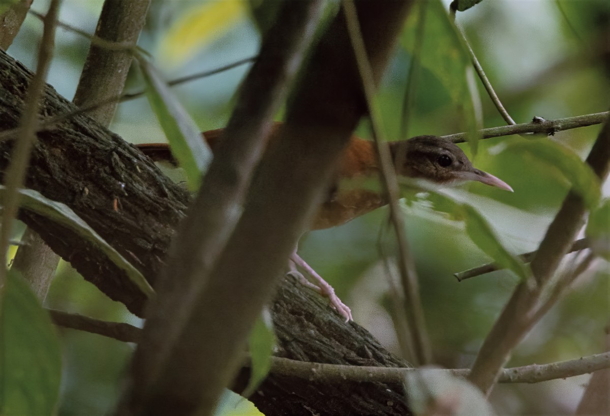 Pale-billed Hornero - ML634167336