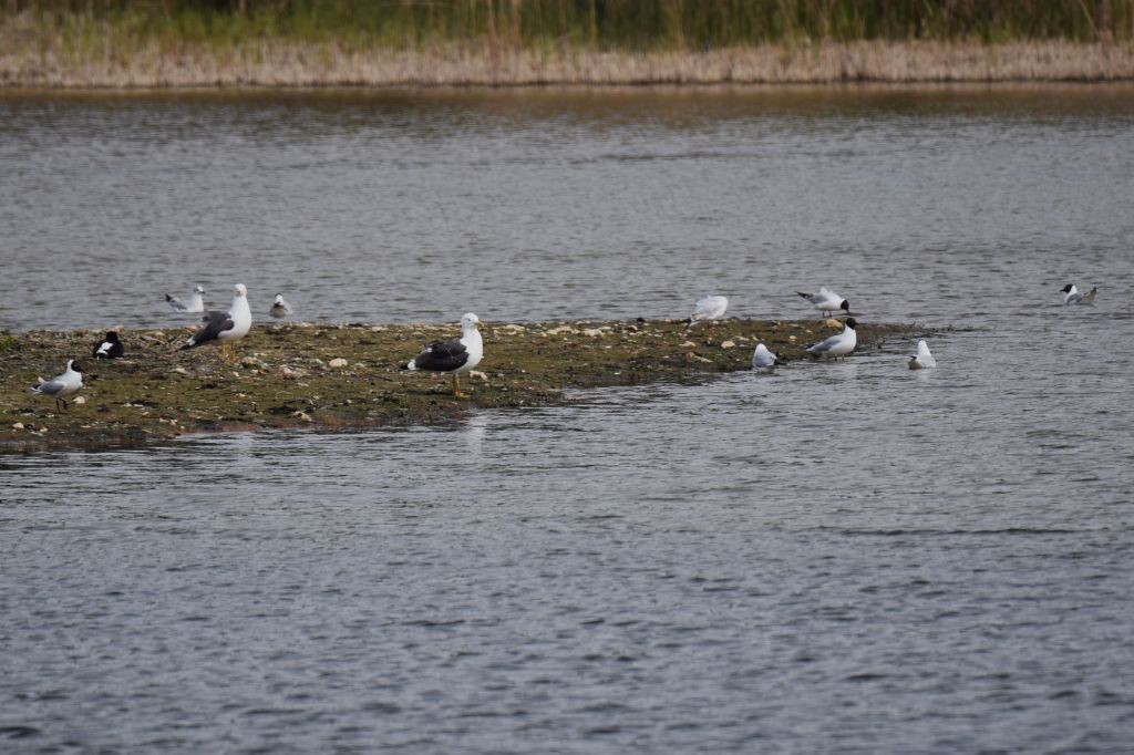 Lesser Black-backed Gull - ML634167354