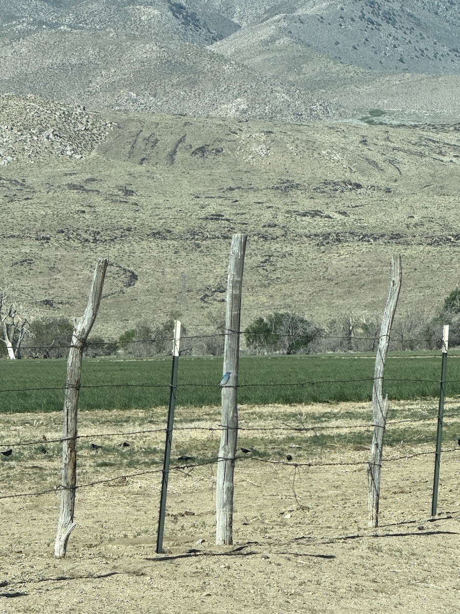 Mountain Bluebird - ML634167363