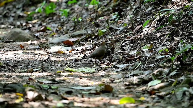 Gray-chested Dove - ML634167392