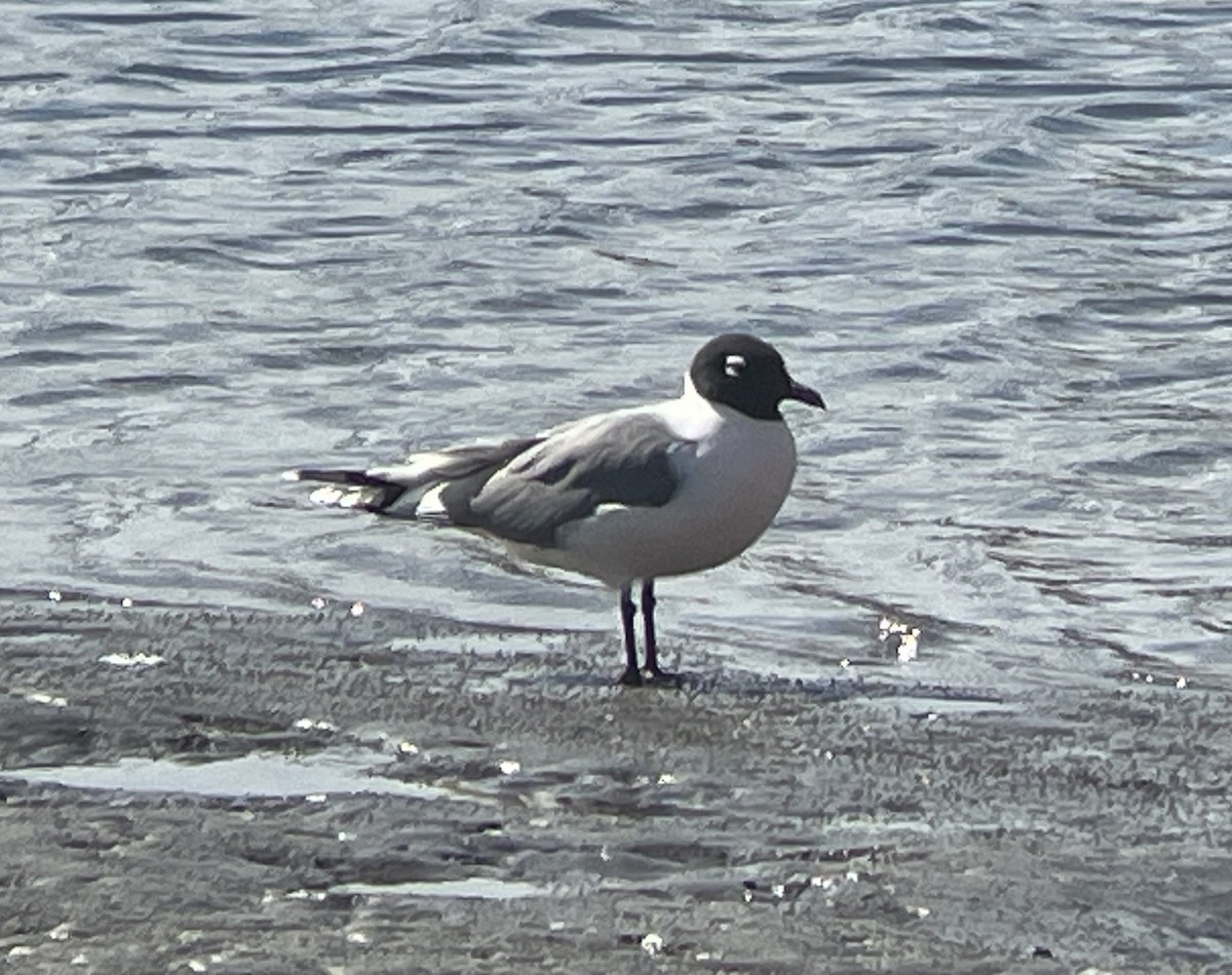 Franklin's Gull - ML634167423