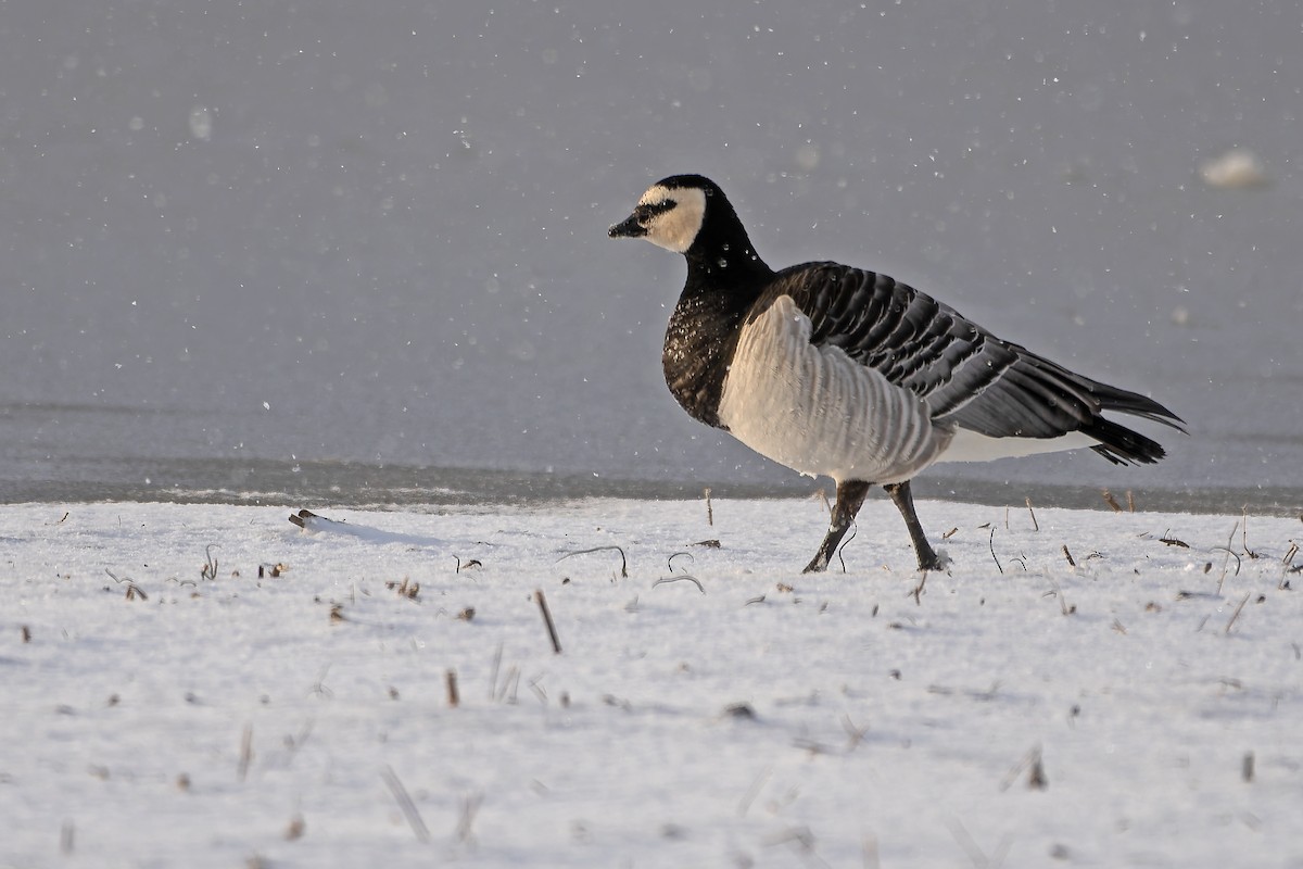 Barnacle Goose - ML634167526