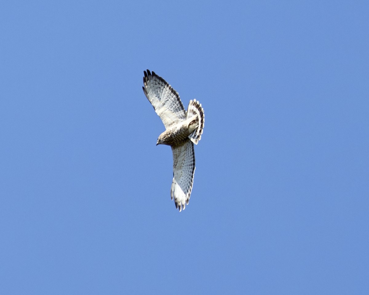 Broad-winged Hawk - ML634167548
