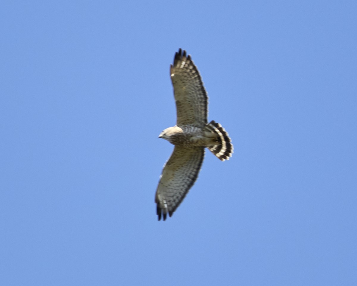 Broad-winged Hawk - ML634167549