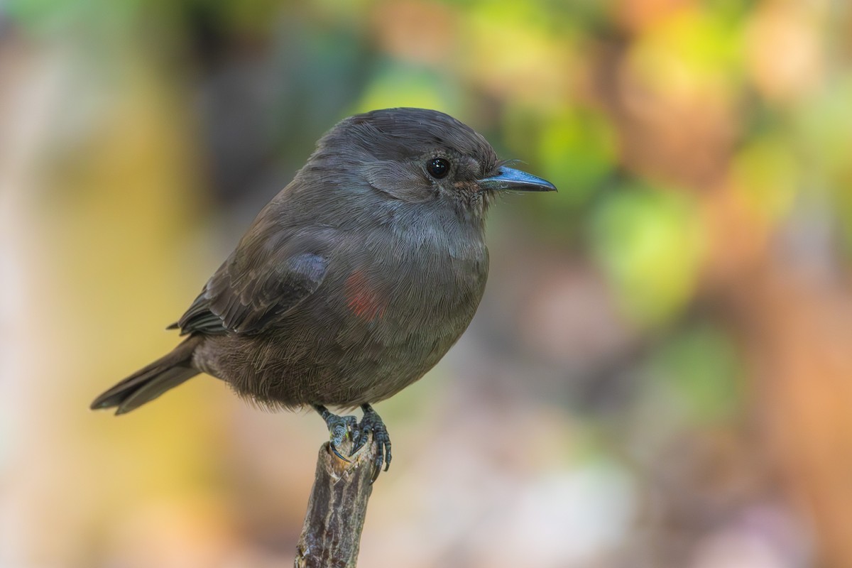 Vermilion Flycatcher (obscurus Group) - ML634167602