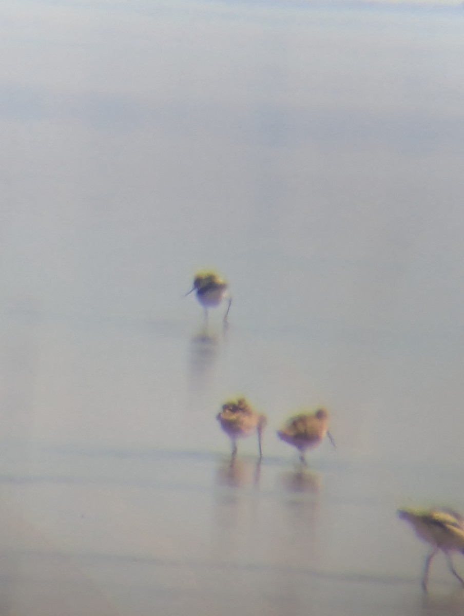 Marbled Godwit - ML634167640