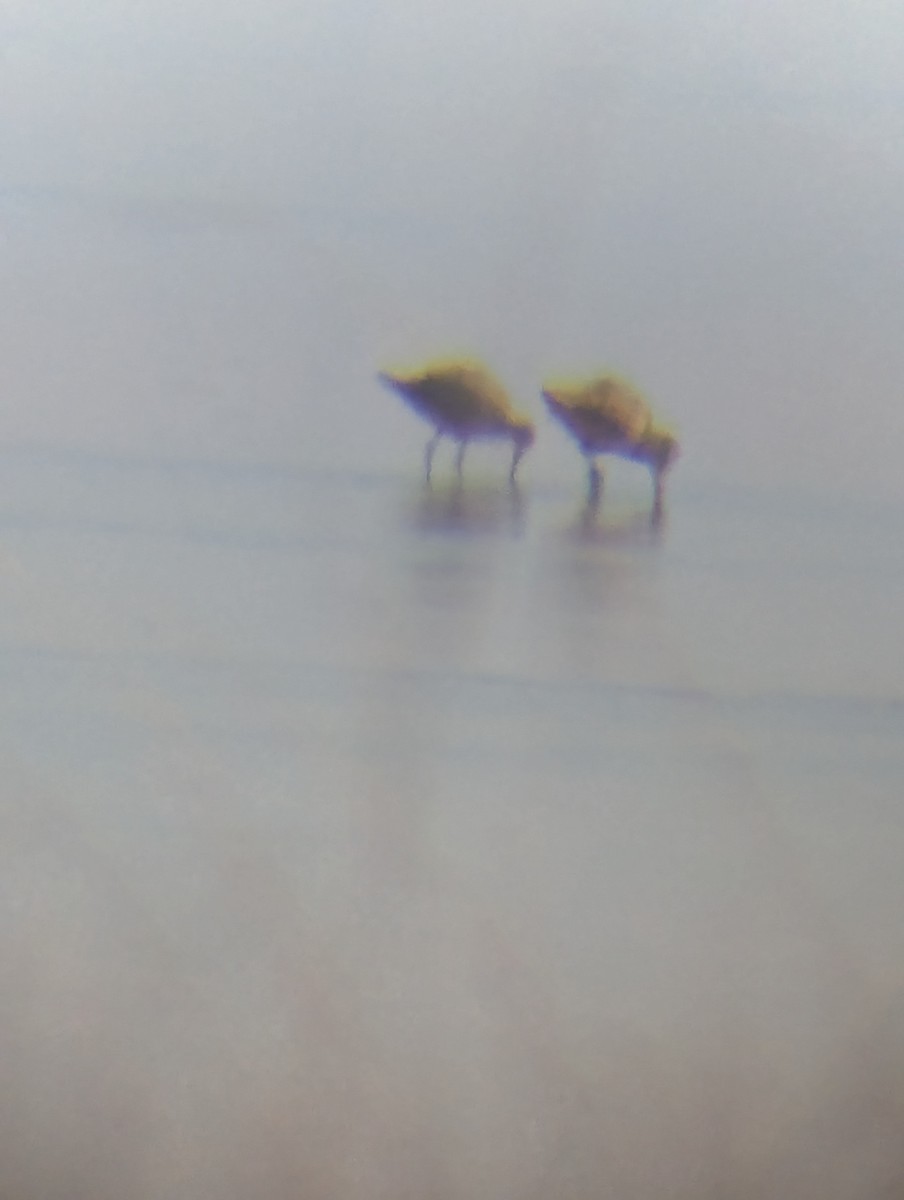 Marbled Godwit - ML634167642