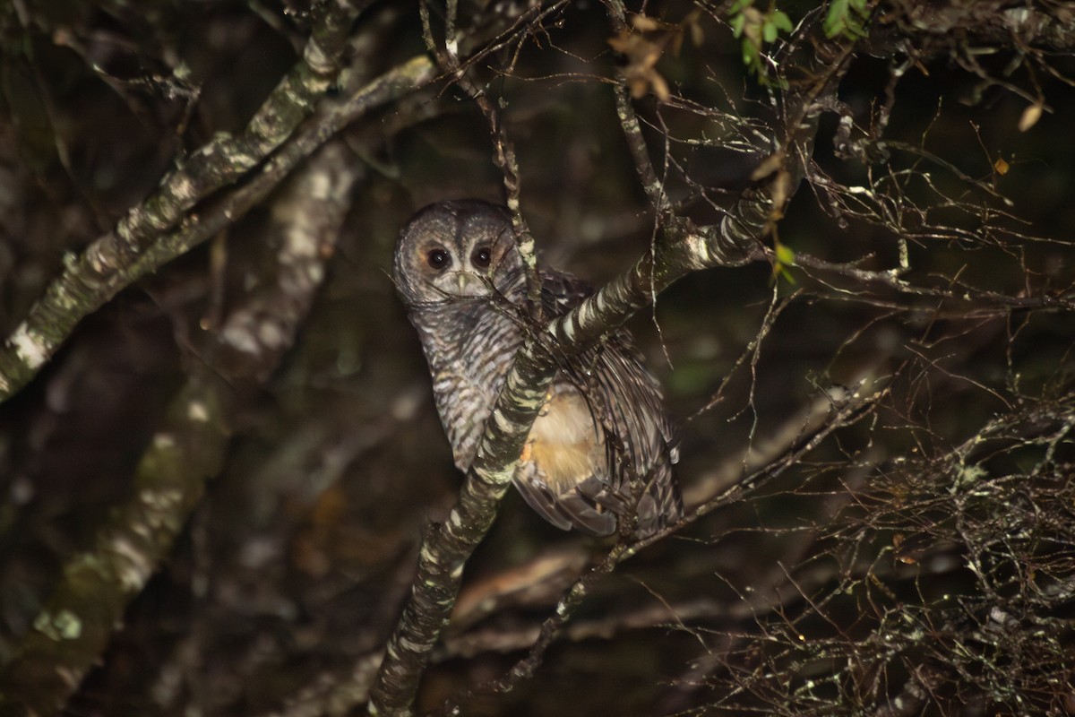 Rufous-legged Owl - ML634167967