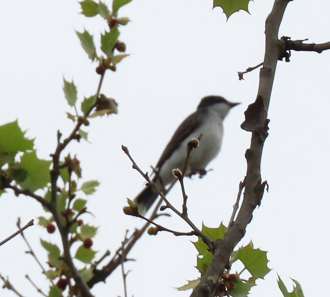 Eastern Kingbird - ML634168021