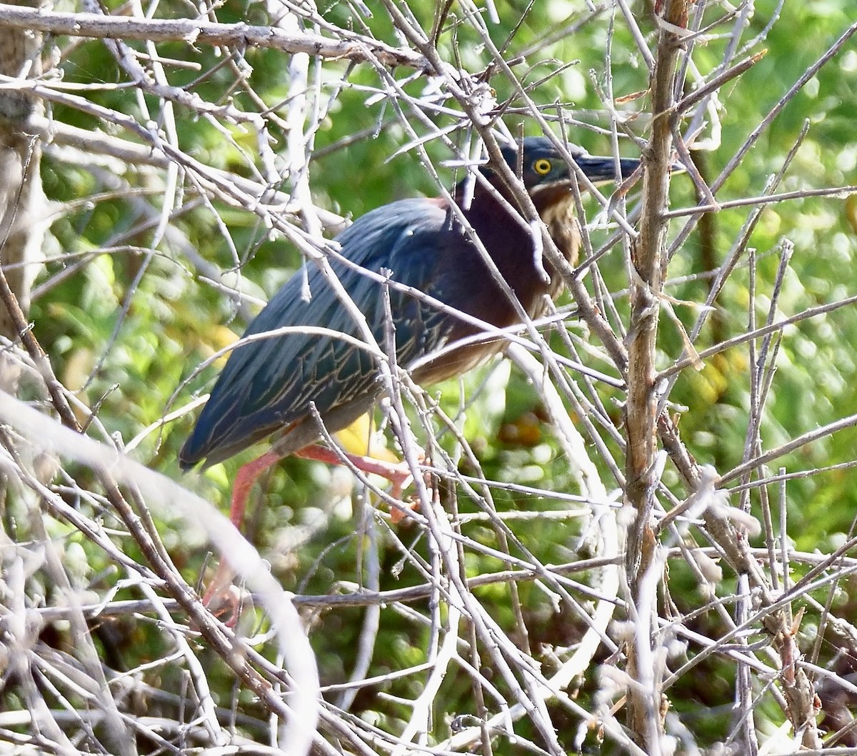 Green Heron - ML634168033