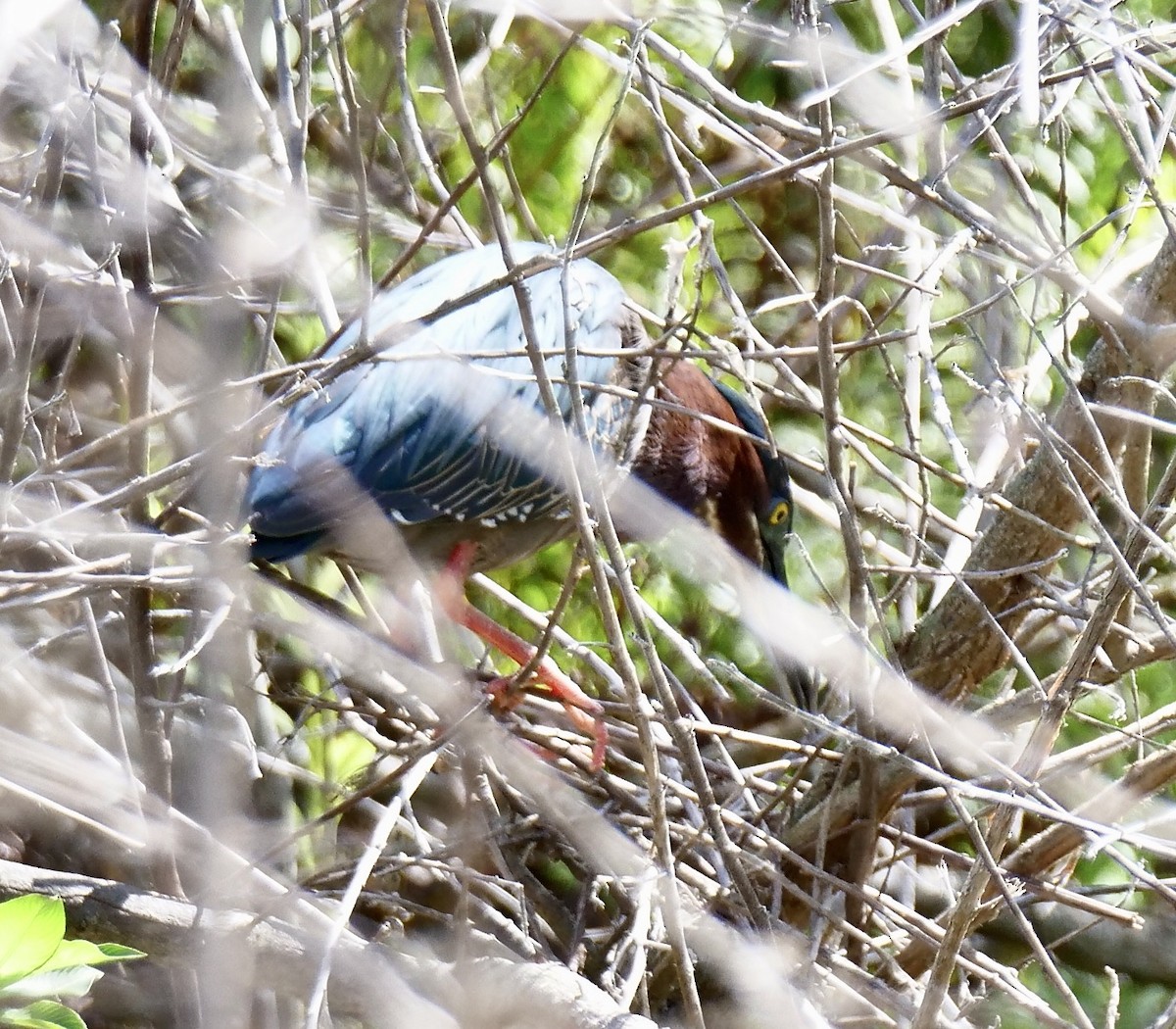 Green Heron - ML634168034