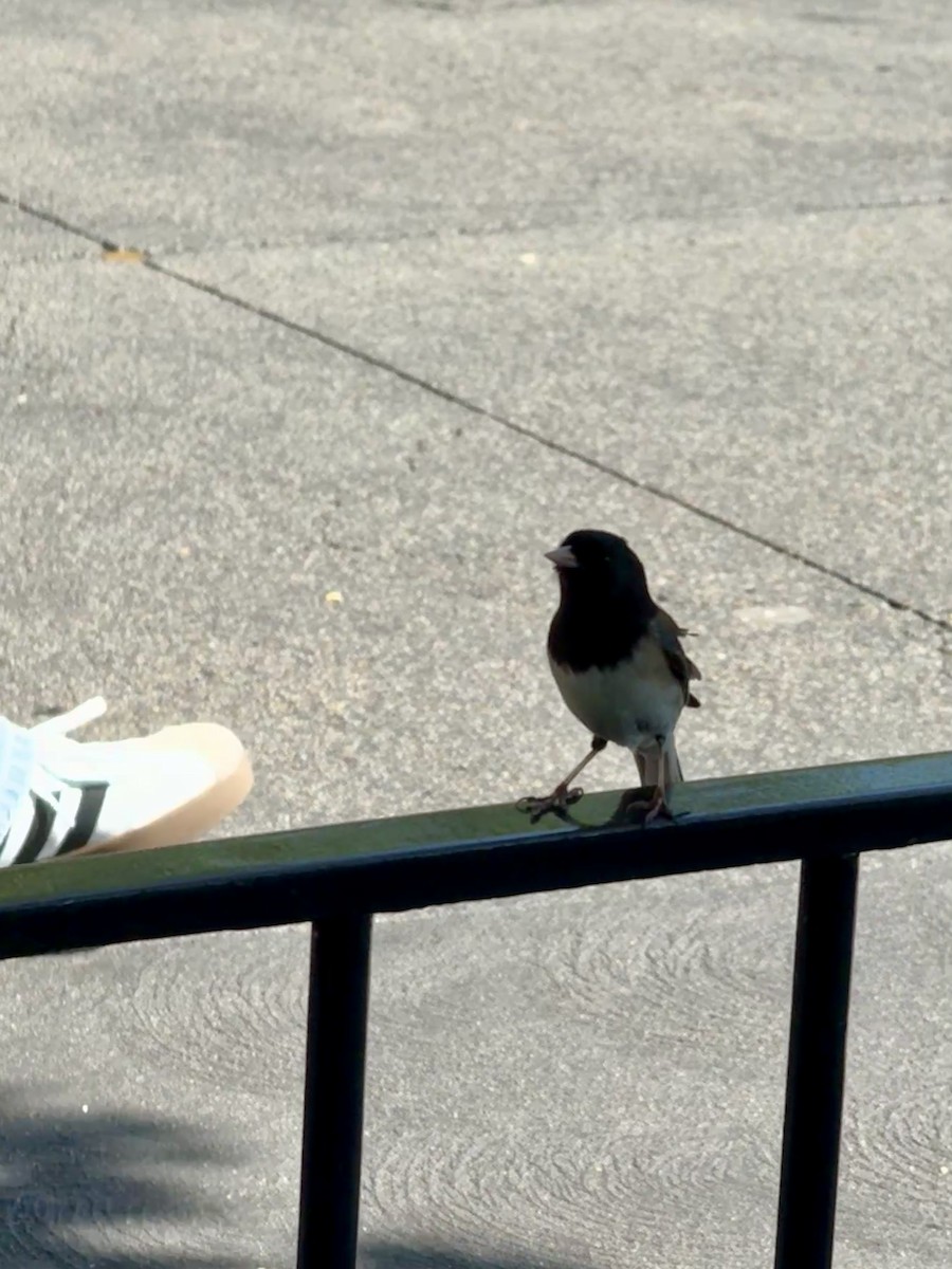 Dark-eyed Junco - ML634168088