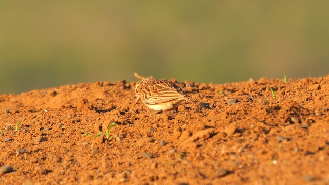 Sabota Lark (Sabota) - ML634168118