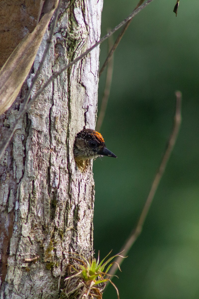 Olivaceous Piculet - ML634168220