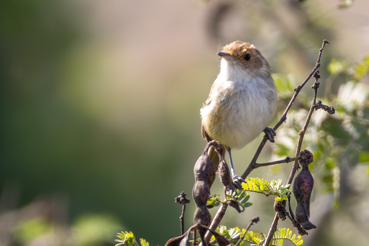 Fulvous-faced Scrub-Tyrant - ML634168263