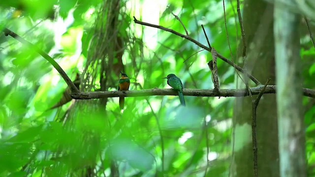 Jacamar à queue rousse - ML634168285
