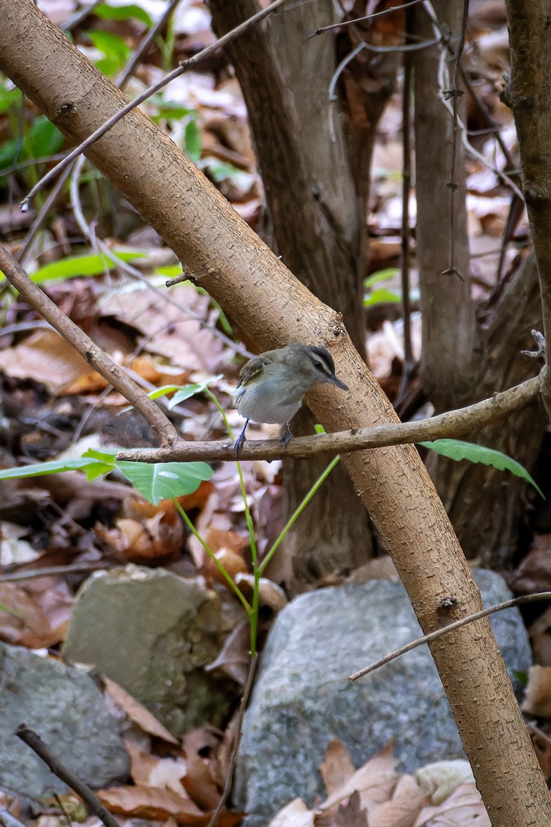 Red-eyed Vireo - ML634168311