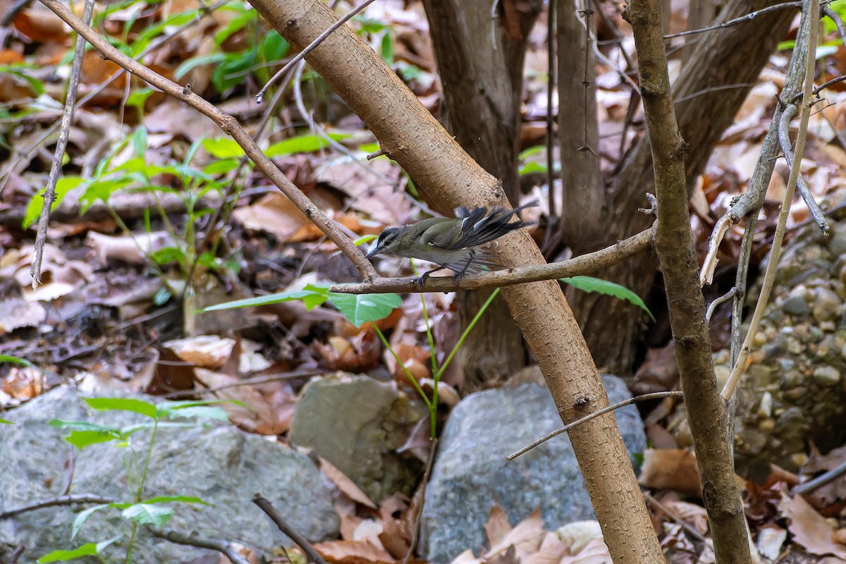 Red-eyed Vireo - ML634168312