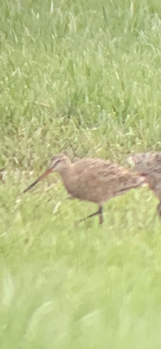 Marbled Godwit - ML634168491