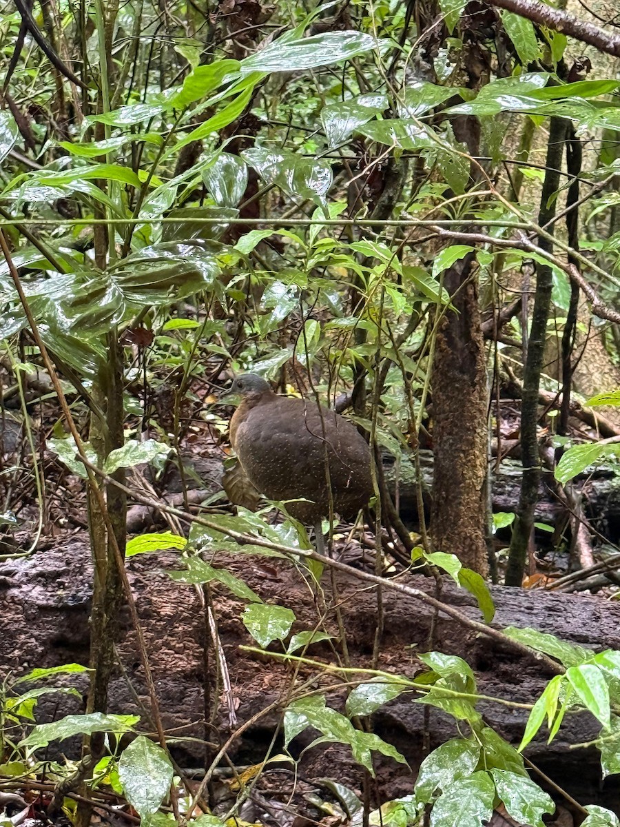 Highland Tinamou - ML634168535