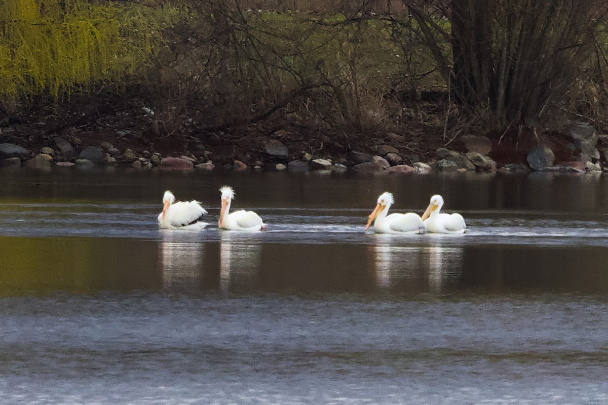 American White Pelican - ML634168551