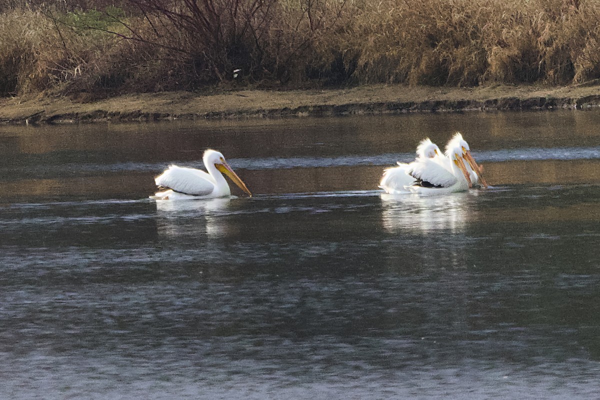 American White Pelican - ML634168554