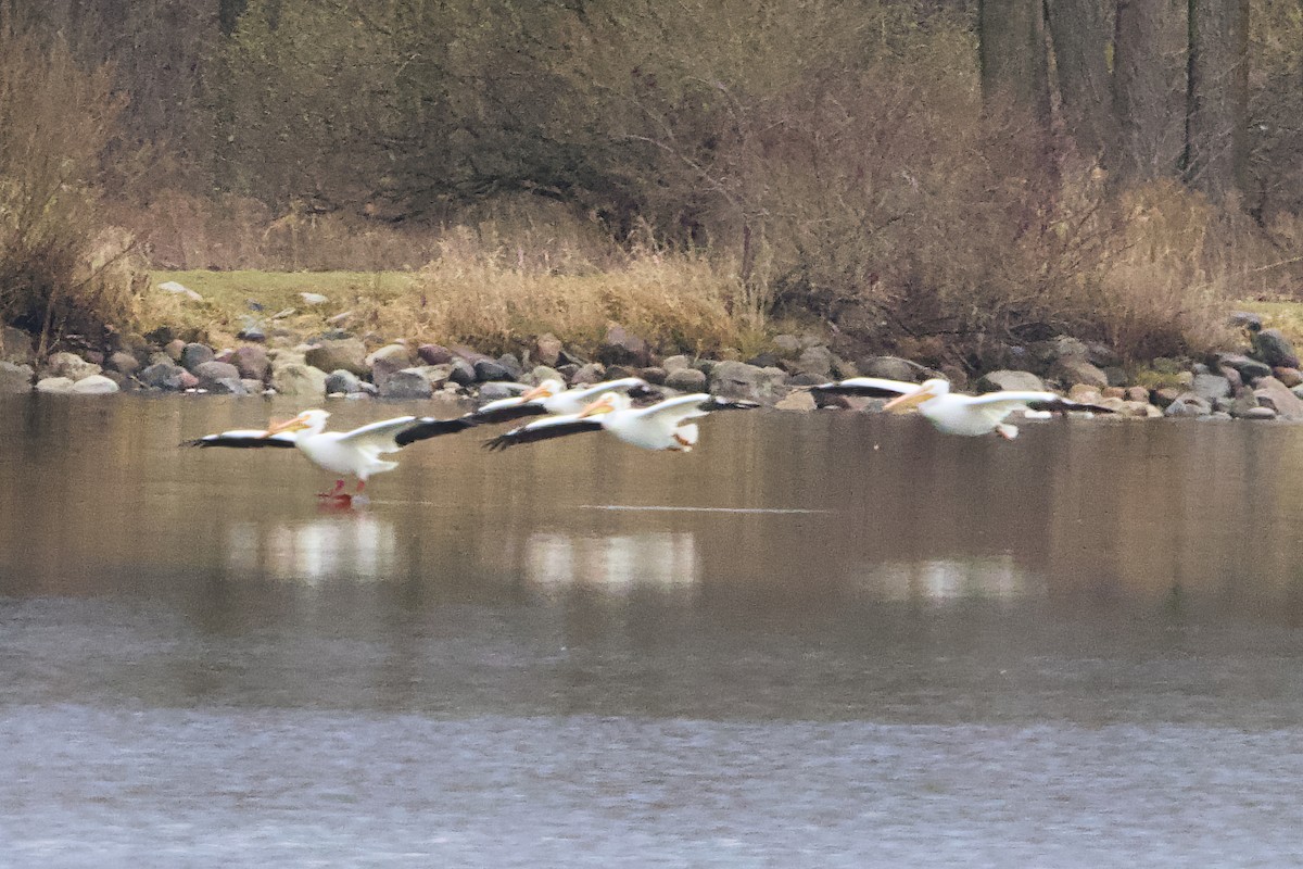 American White Pelican - ML634168563
