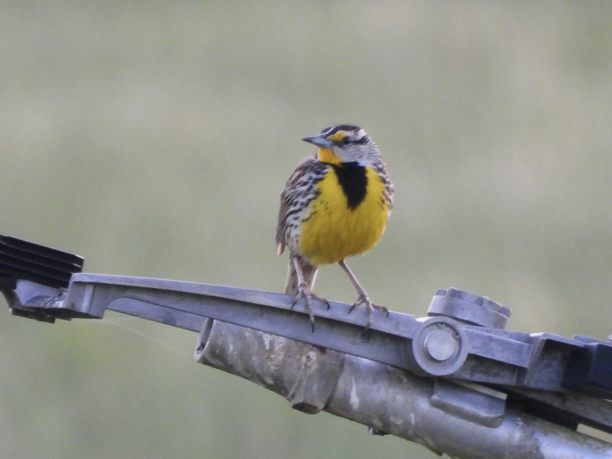 Eastern Meadowlark - ML634168598