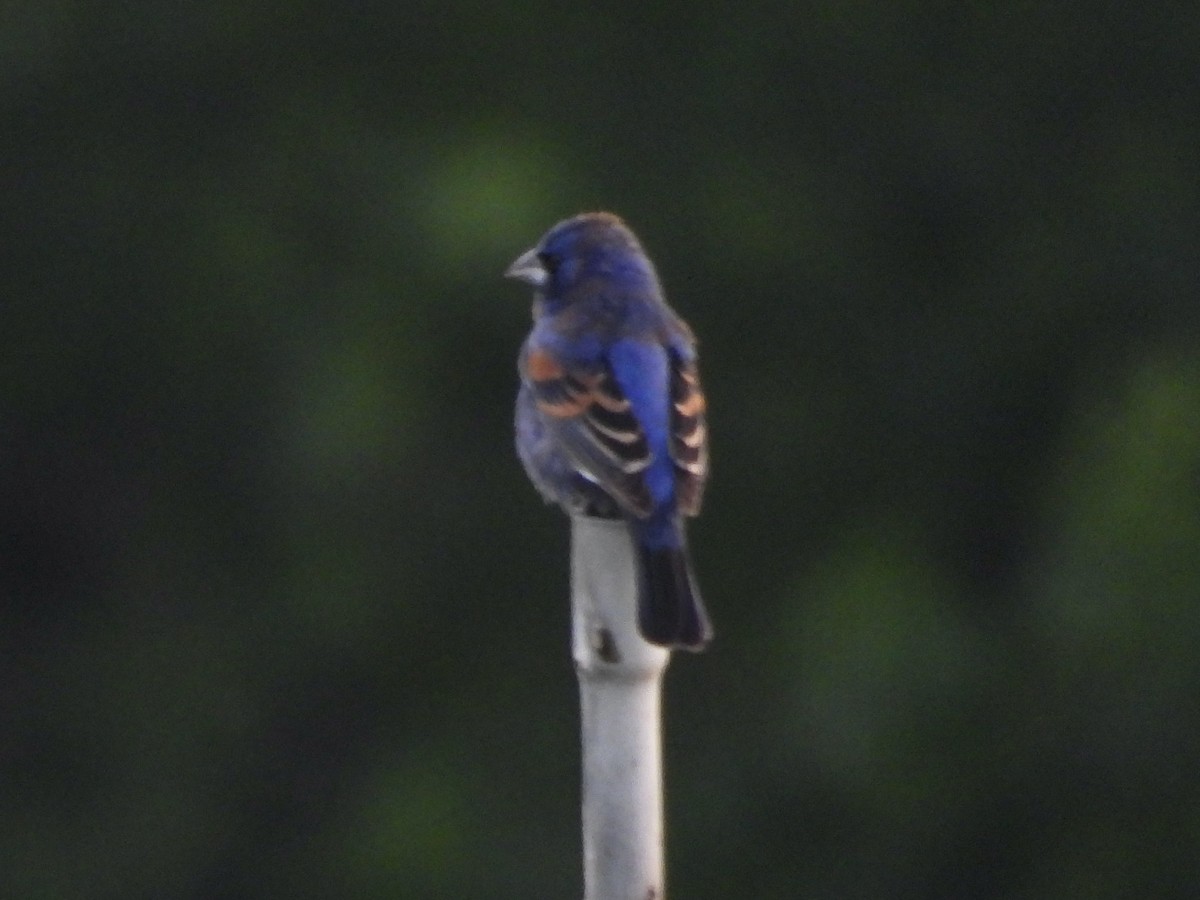 Blue Grosbeak - ML634168609