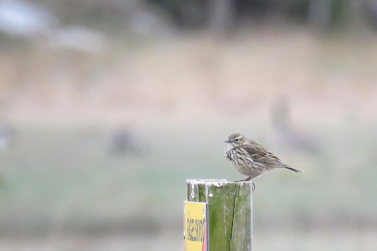 Pipit farlouse - ML634168720