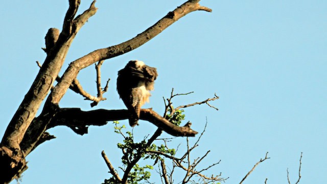 Lanner Falcon - ML634168881