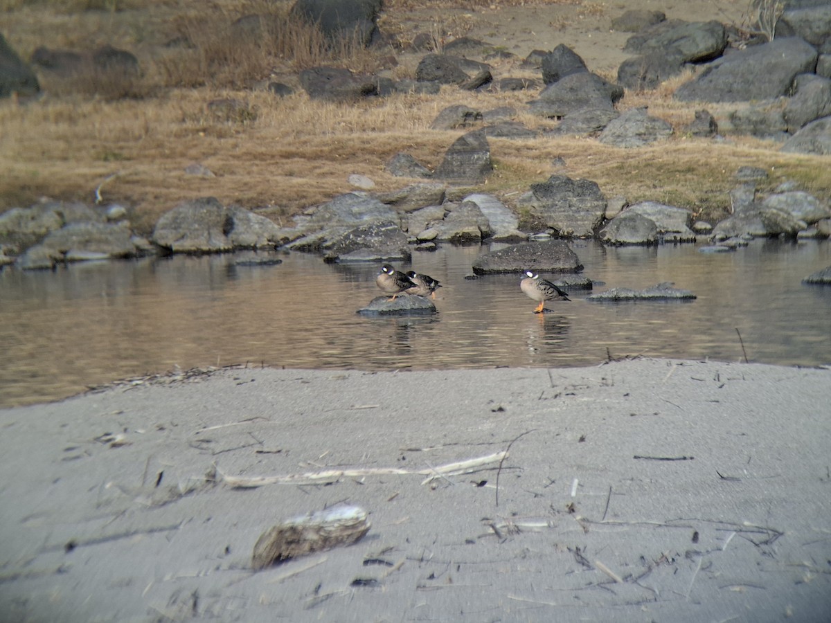 Spectacled Duck - ML634168910