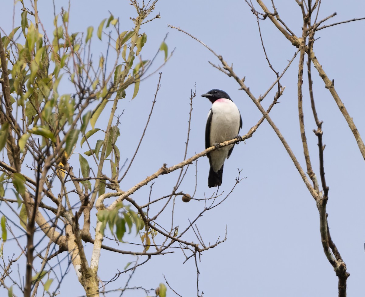 Purple-throated Cotinga - ML634168980