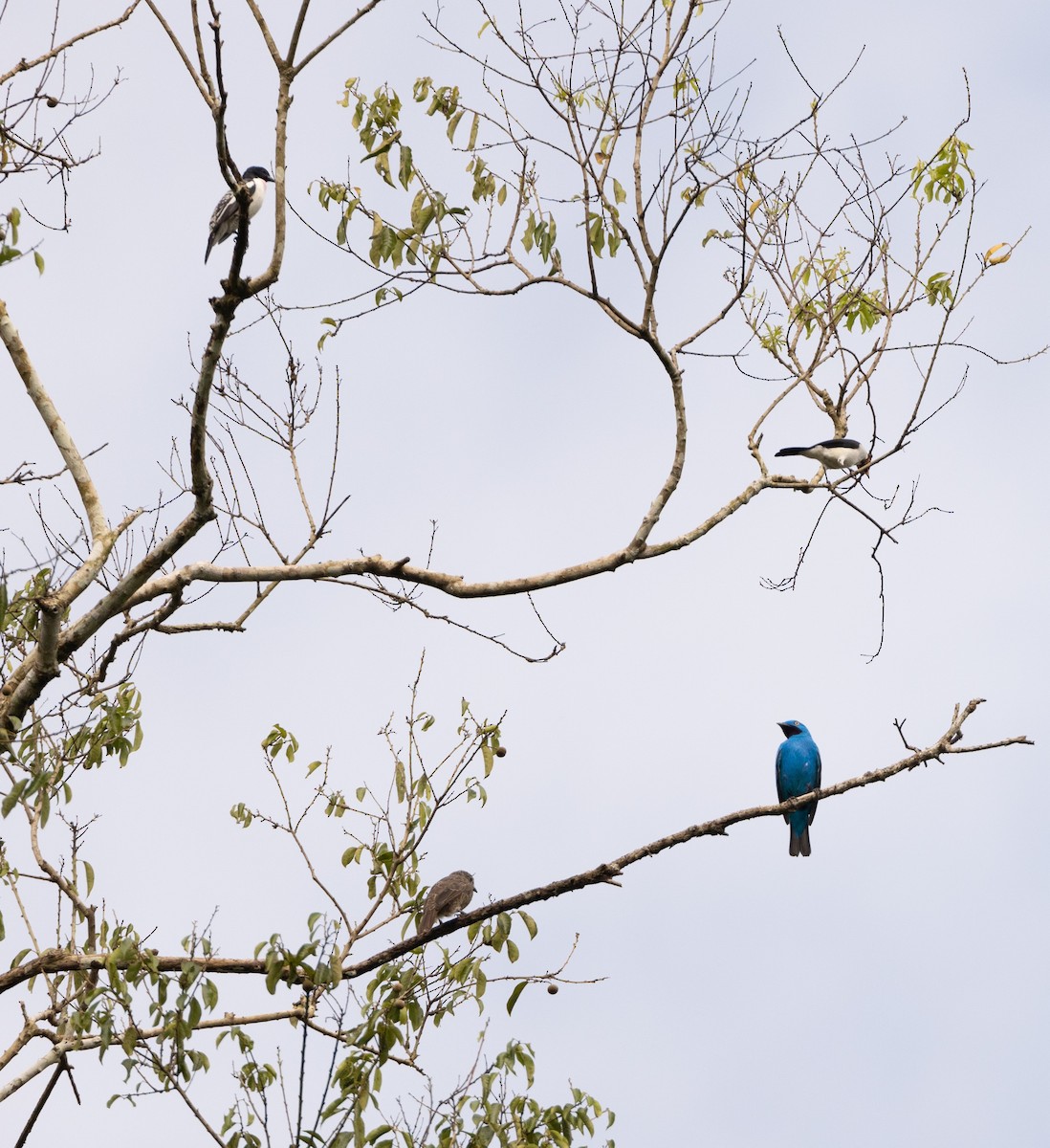 Purple-throated Cotinga - ML634168981