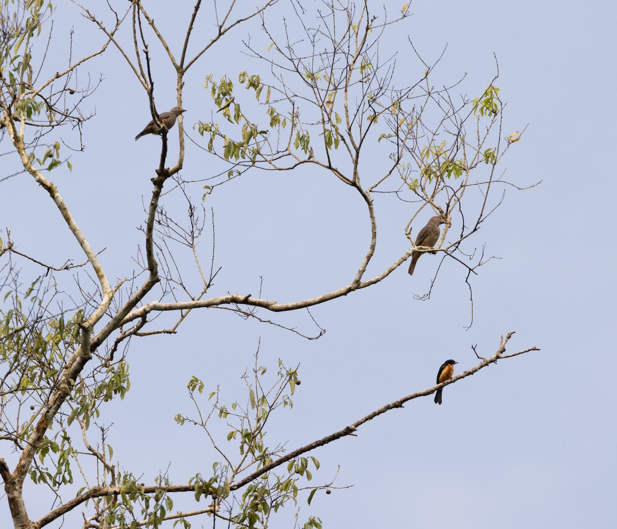 Purple-throated Cotinga - ML634168982