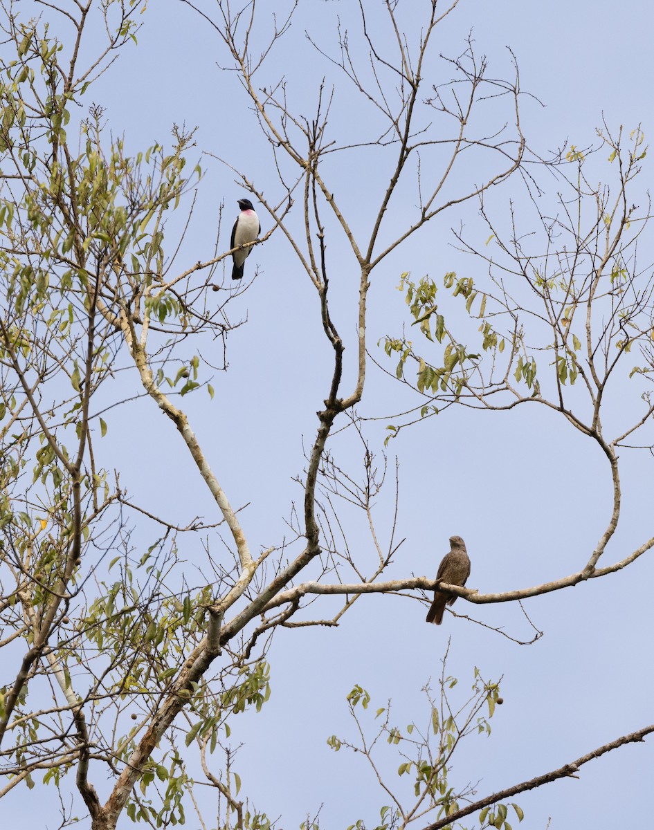 Purple-throated Cotinga - ML634168983