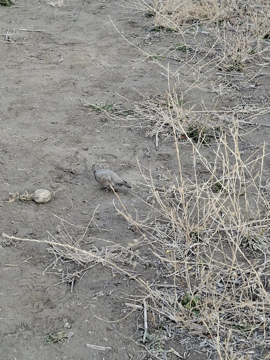 Black-winged Ground Dove - ML634169024