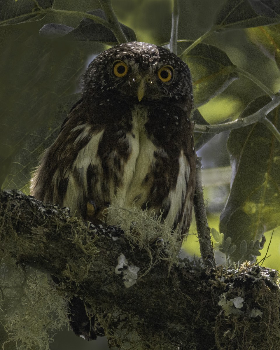 Cloud-forest Pygmy-Owl - ML634169093