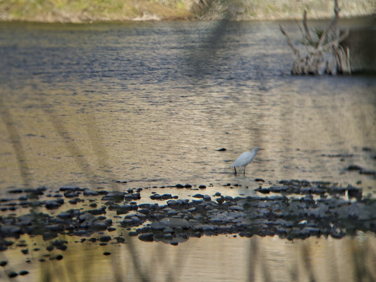 Western Cattle-Egret - ML634169159