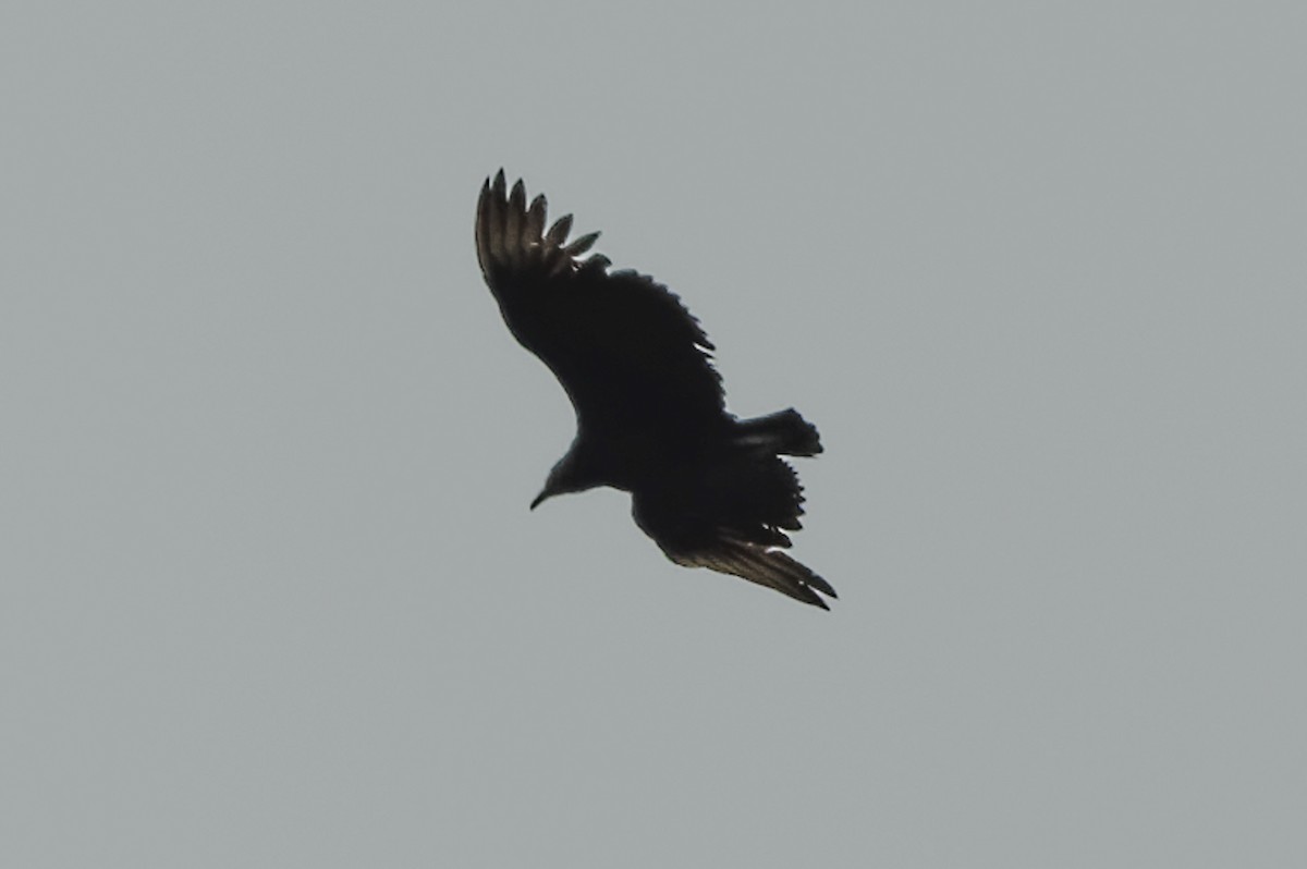 Black Vulture - ML634169218
