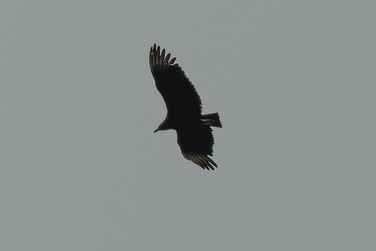 Black Vulture - ML634169228