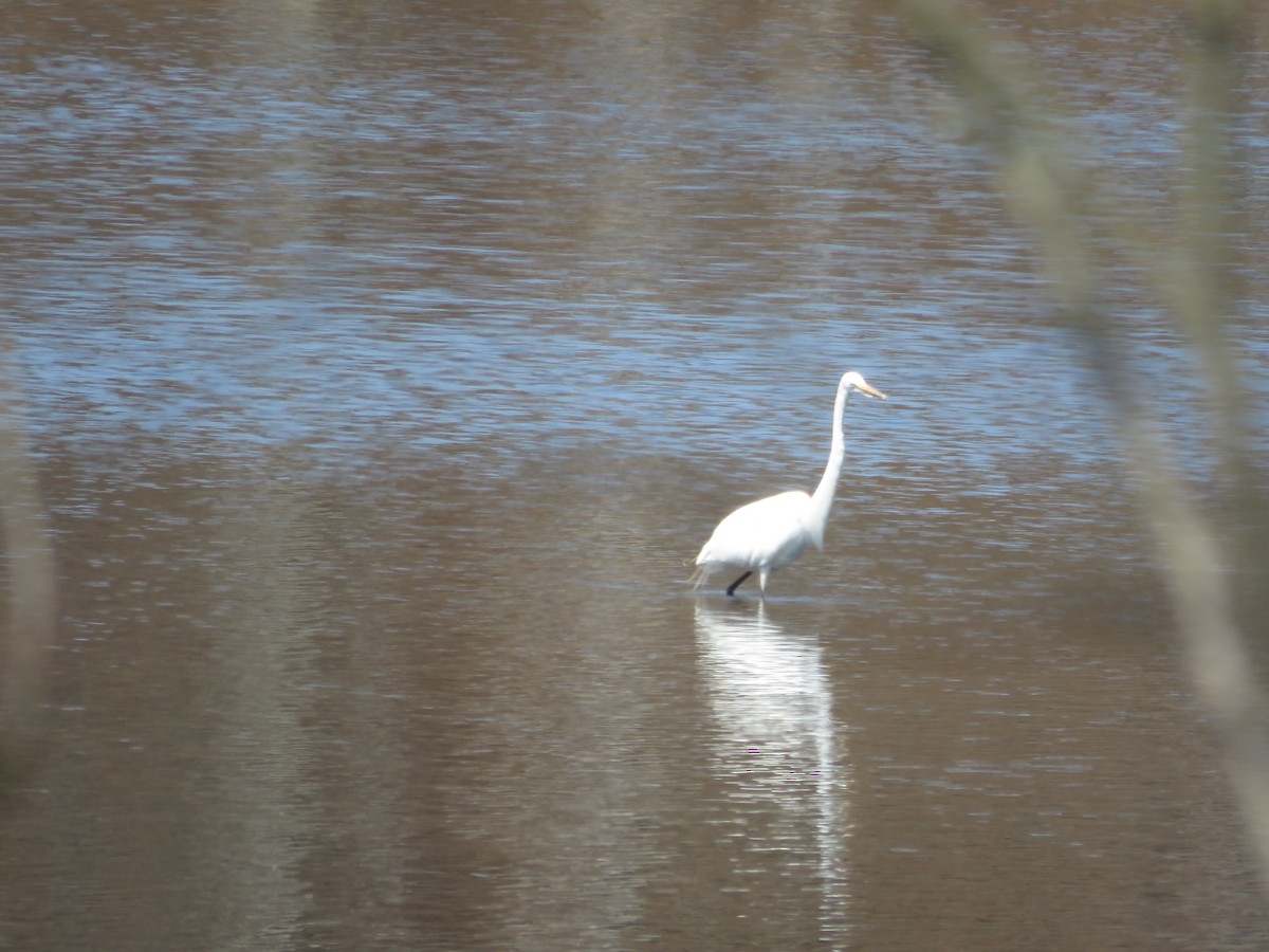 Great Egret - ML634169446