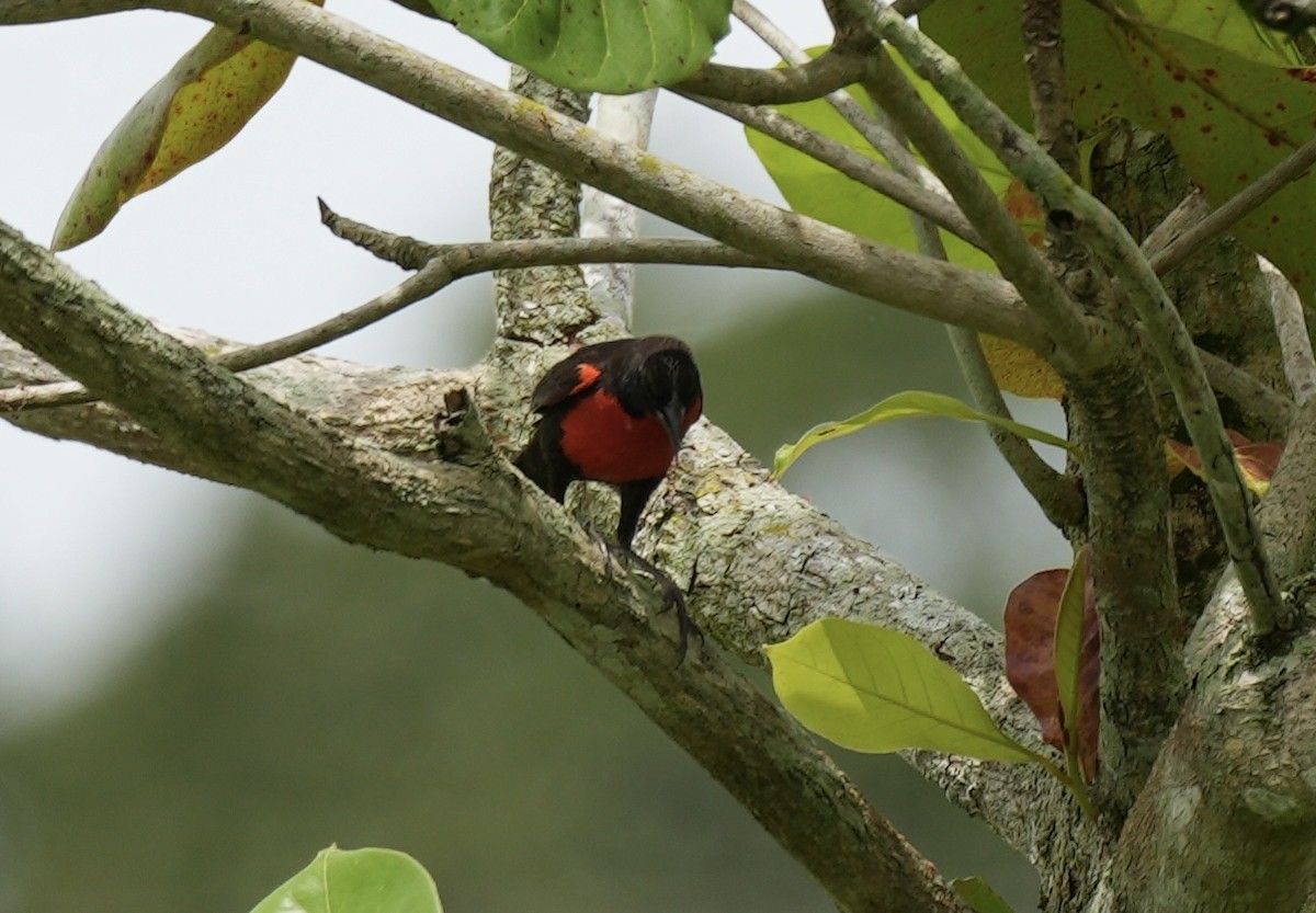 Red-breasted Meadowlark - ML634169497