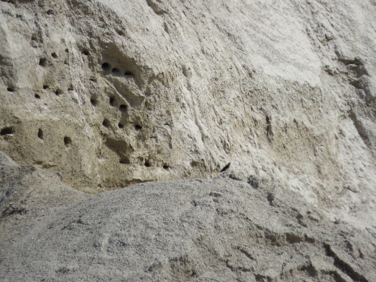 Bank Swallow - ML634169502