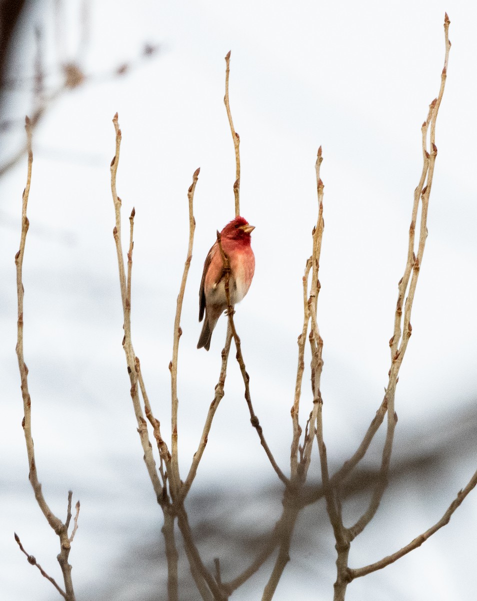 Purple Finch - ML634169521