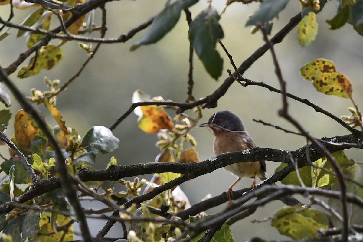 Western Subalpine Warbler - ML634169605