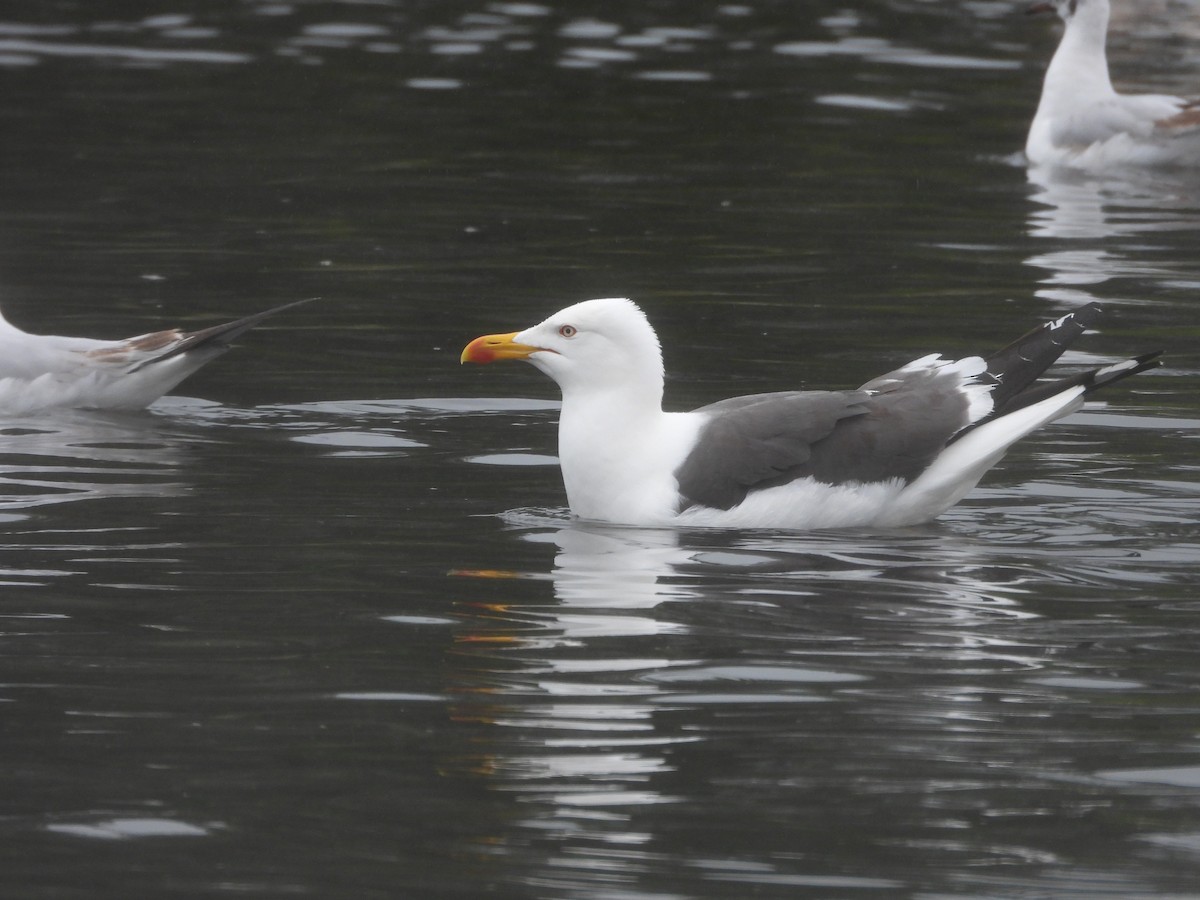 Lesser Black-backed Gull - ML634169746